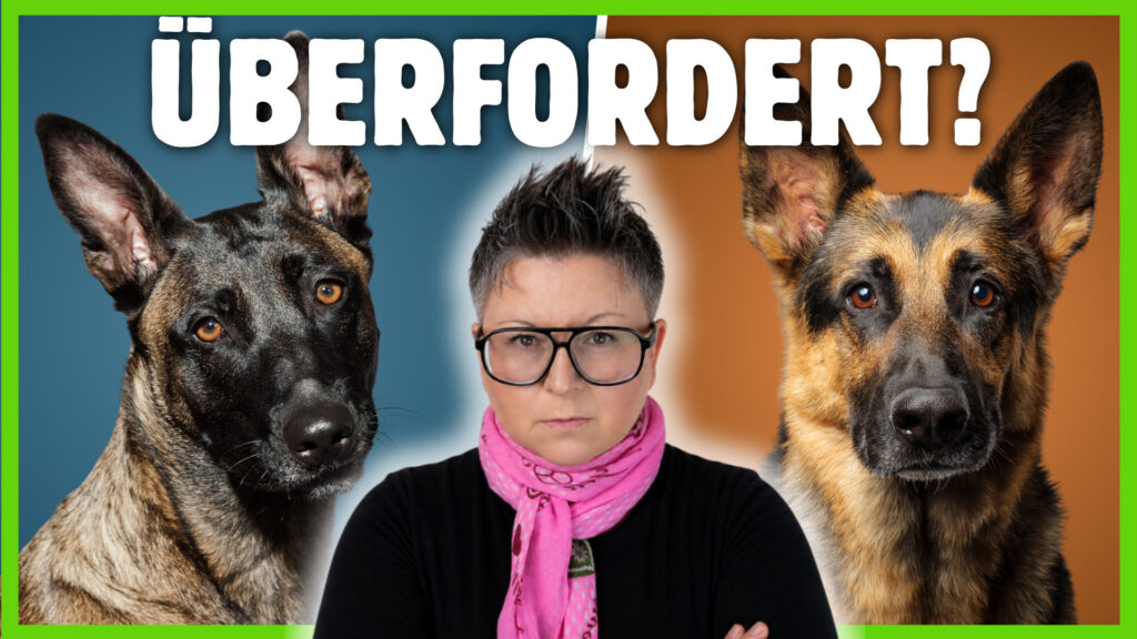 malinois oder deutscher schäferhund