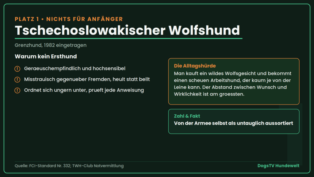 schwierige Hunderassen Wolfshund