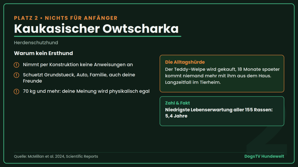 schwierige Hunderassen owtscharka
