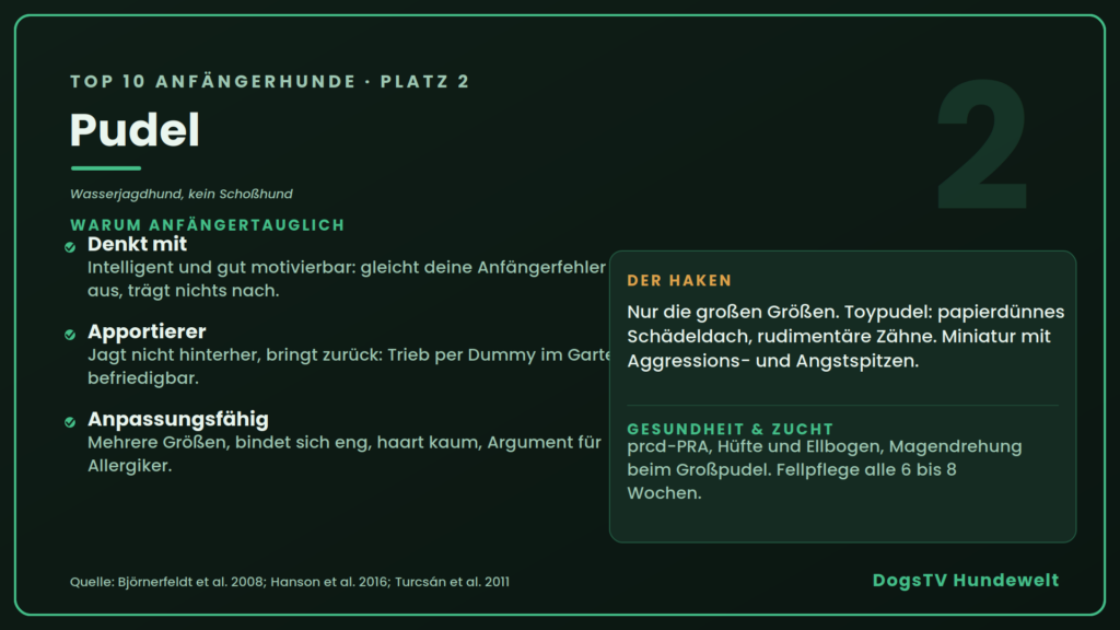 Anfängerhunde pudel