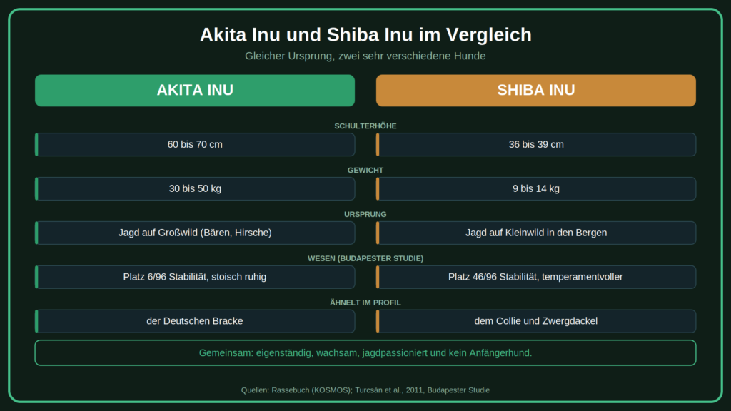 Akita Inu vs. Shiba Inu
