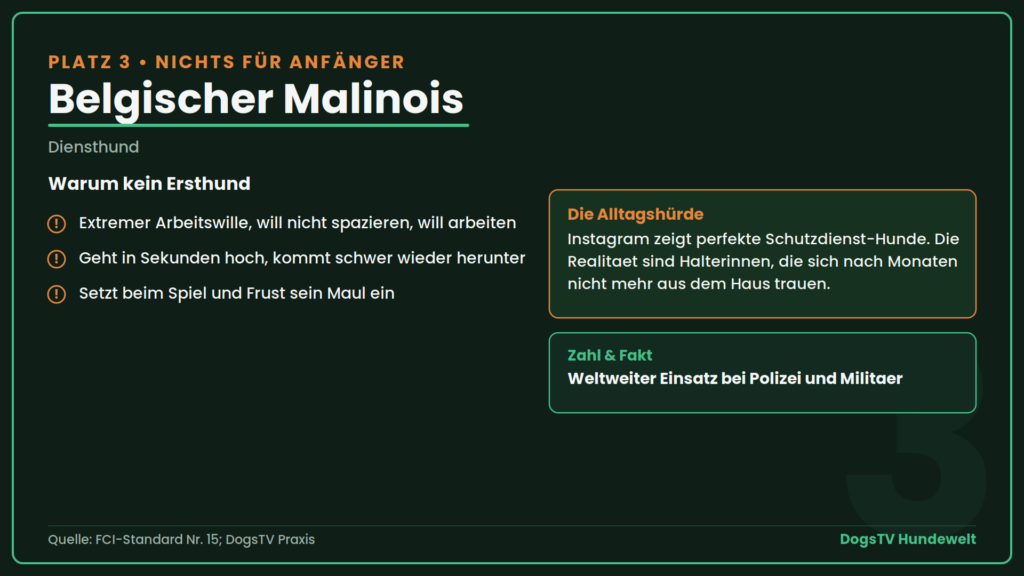 schwierige Hunderassen Malinois