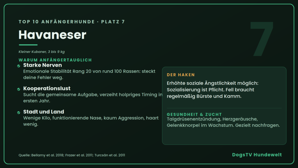 Anfängerhunde havaneser