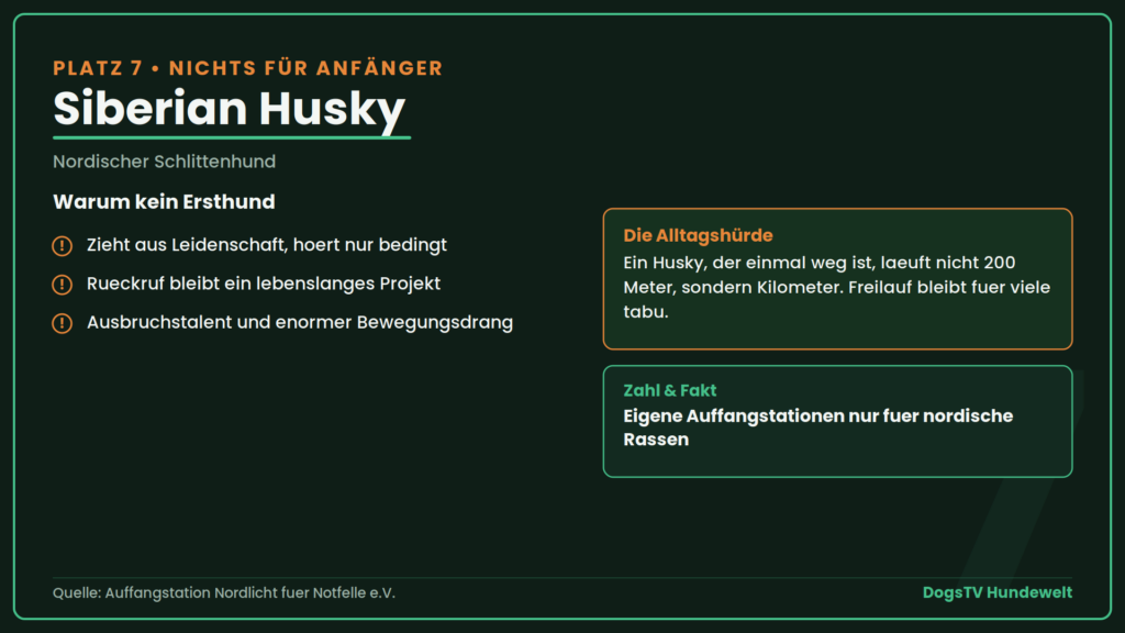 schwierige Hunderassen husky