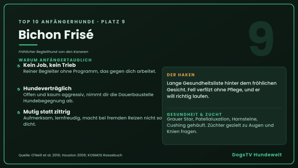 Anfängerhunde bichon frise