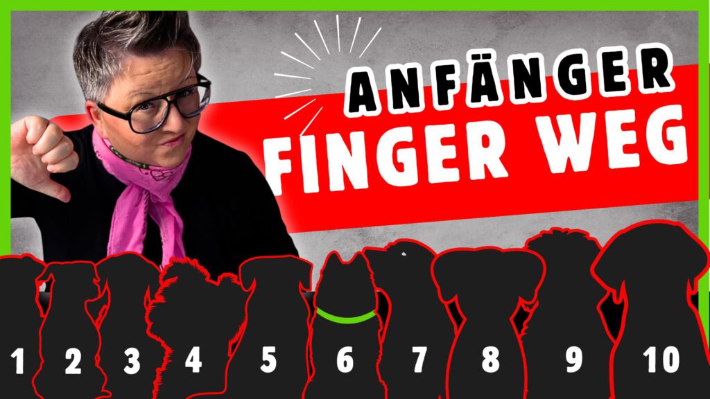 schwierige Hunderassen nichts für anfänger dogstv