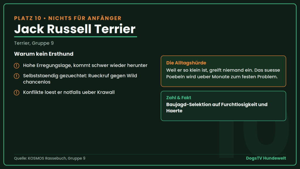 schwierige Hunderassen jack russel terrier