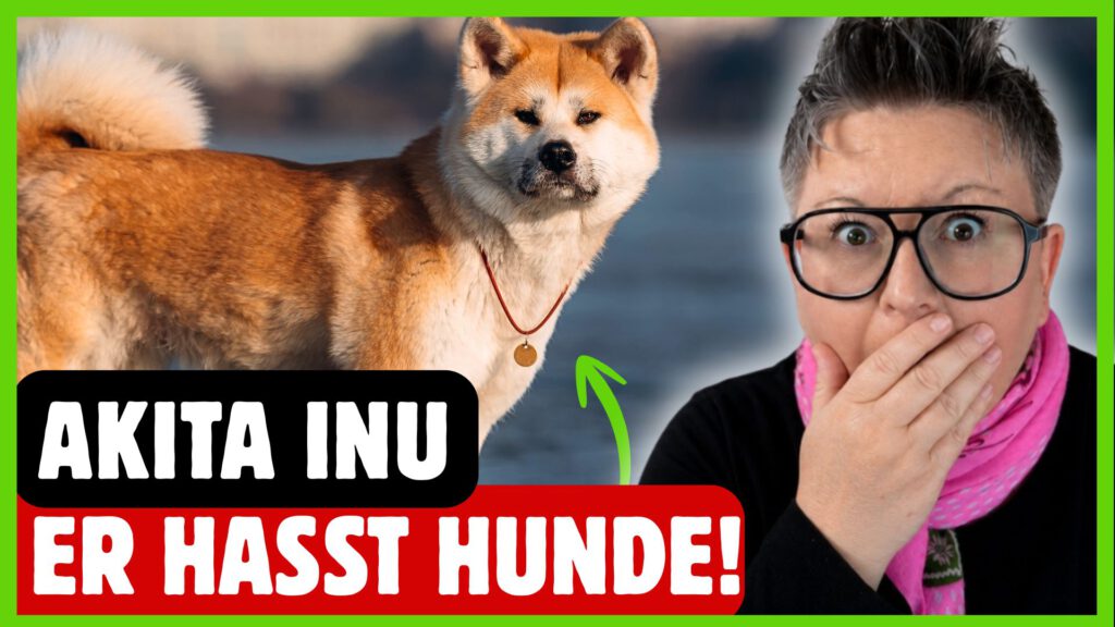 Akita Inu Hunderasse dogstv