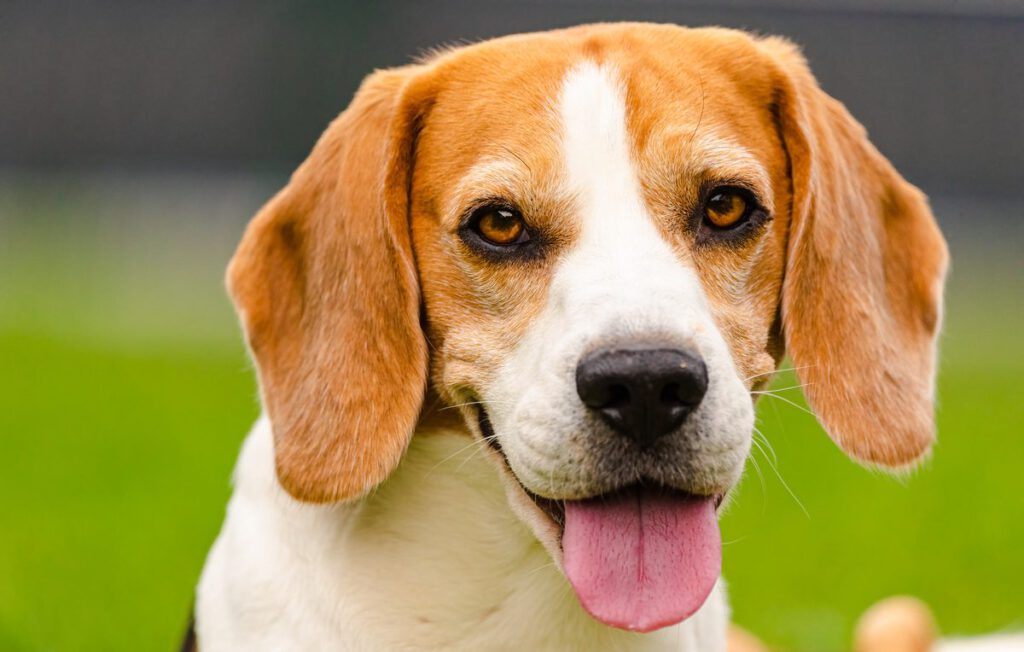 beagle hund dogstv