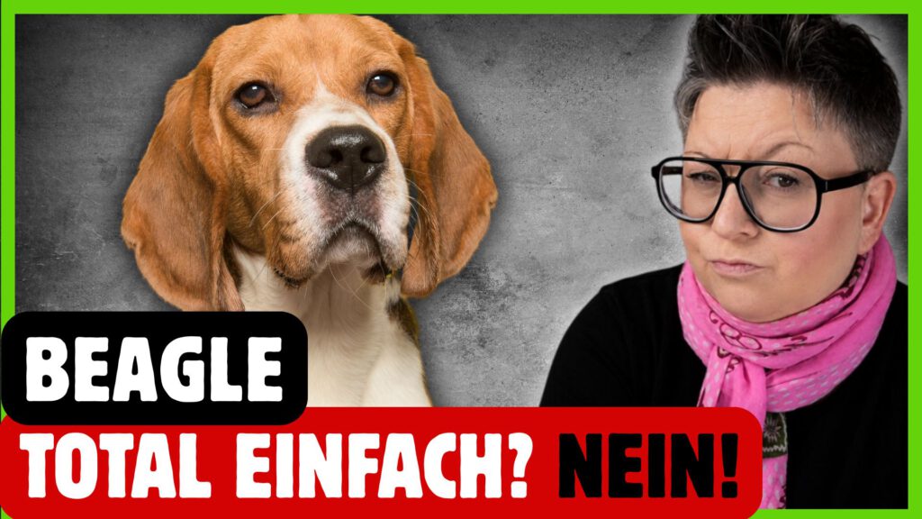 beagle hunderasse dogstv