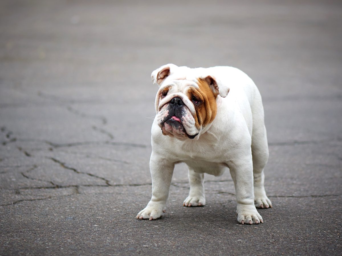 Englische Bulldogge mit kurzer Nase und Hautfalten, eine Rasse mit typischen Qualzuchtmerkmalen