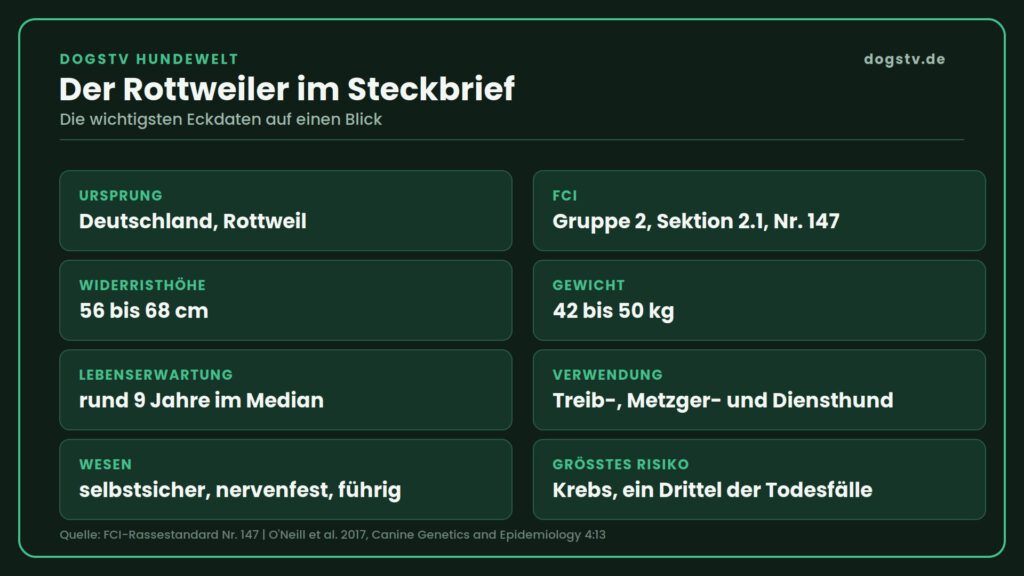 Rottweiler Steckbrief