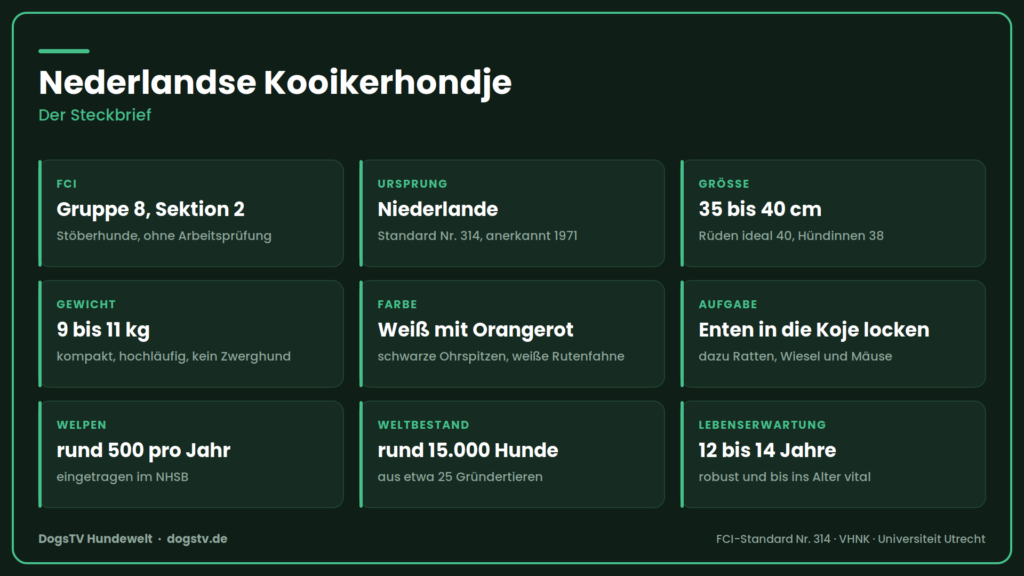 kooikerhondje steckbrief