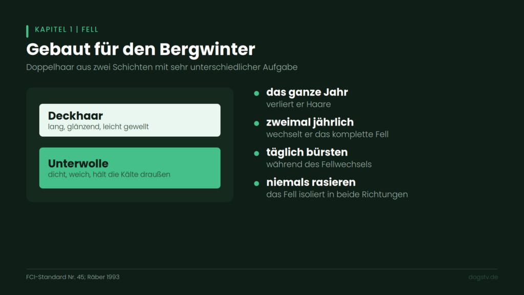 Berner Sennenhund Fellpflege