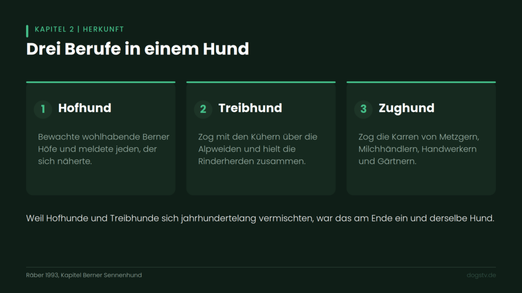 berner sennenhund herkunft