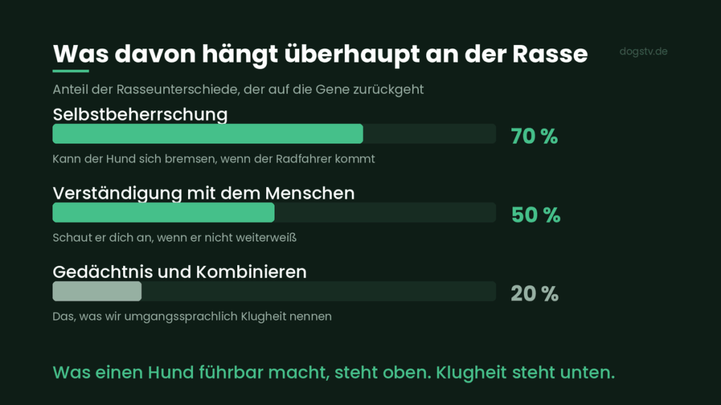 dumme hunderassen dogstv