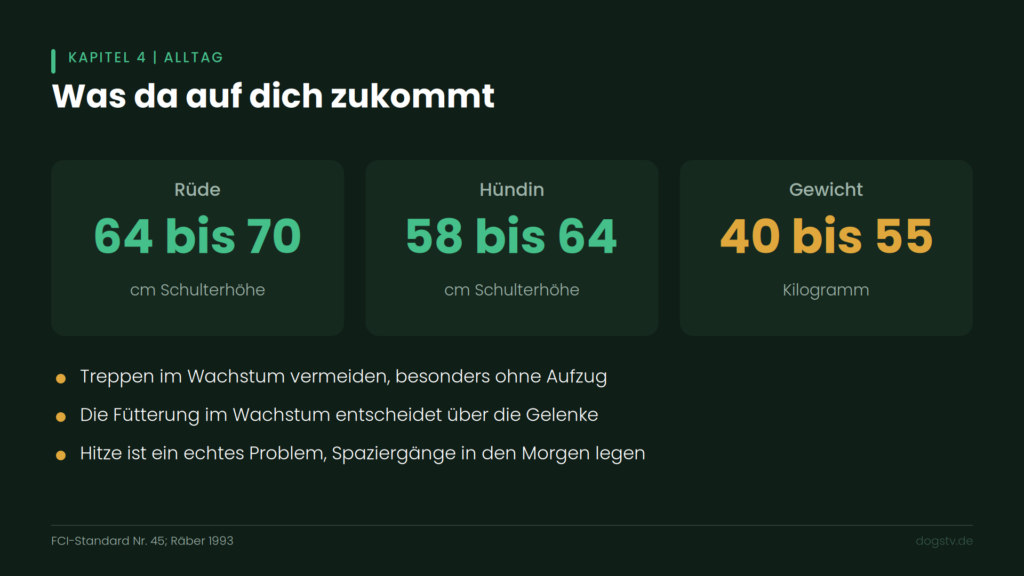 berner sennenhund größe