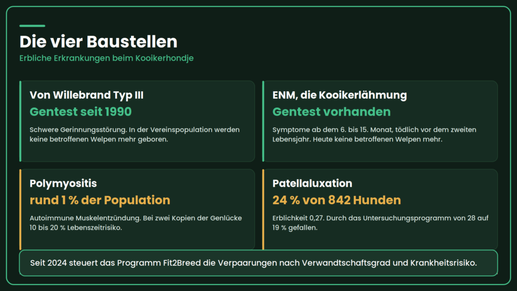 Kooikerhondje Gesundheit