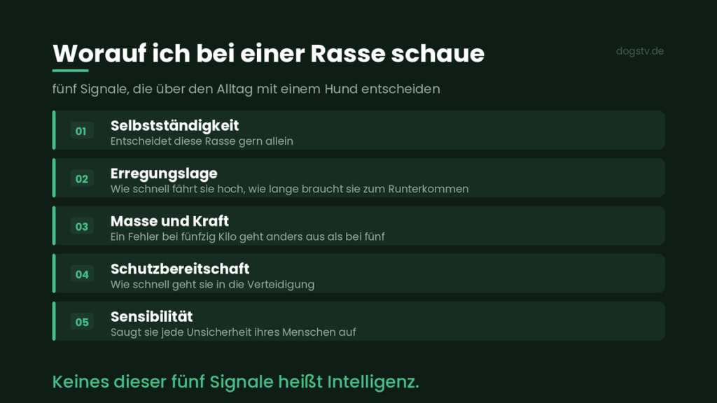 dummer hund kriterien anfängerhund