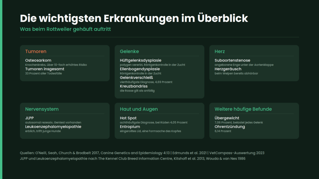 Rottweiler Erkrankungen