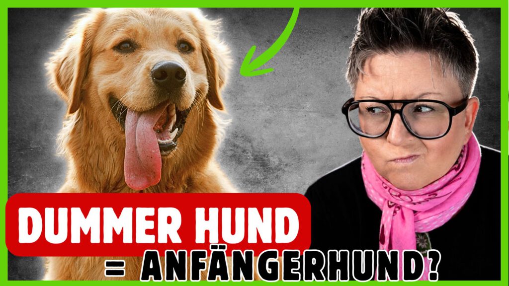 dumme hunderassen dogstv