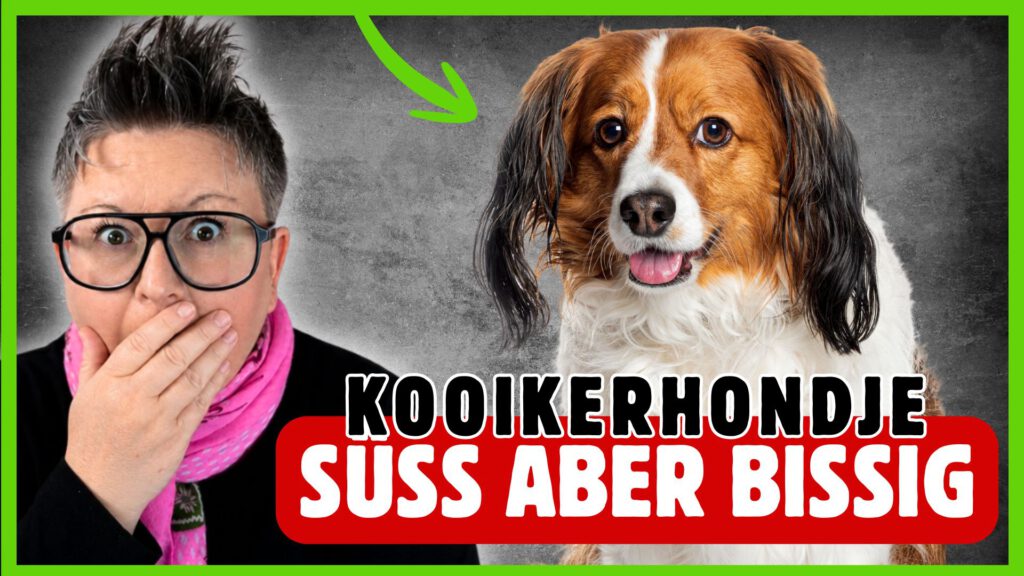 kooikerhondje rasseportrait dogstv