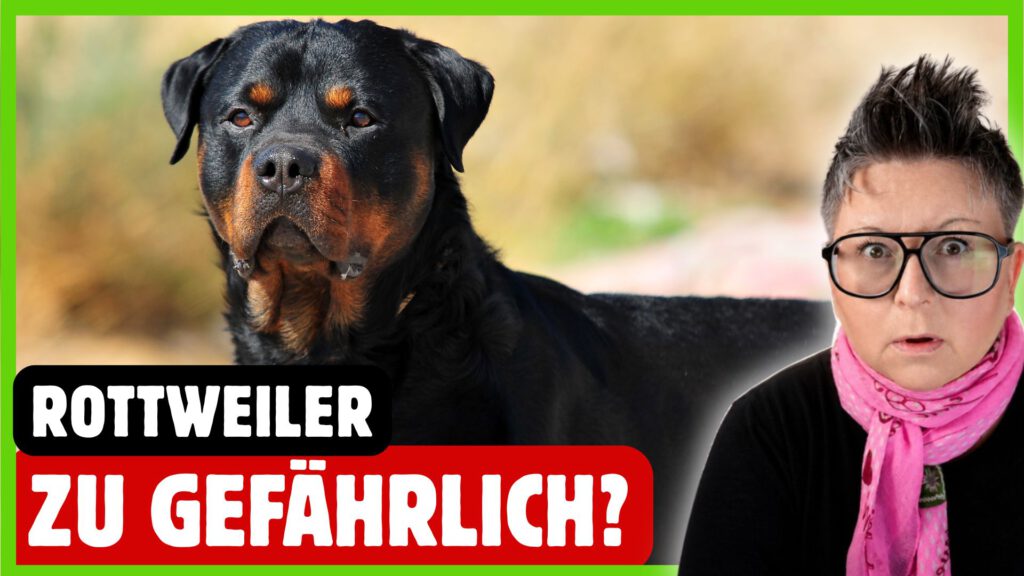 rottweiler hunderasse dogstv