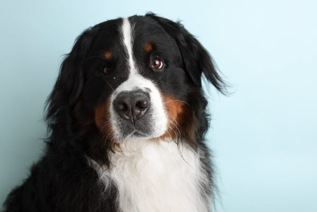 Berner Sennenhund