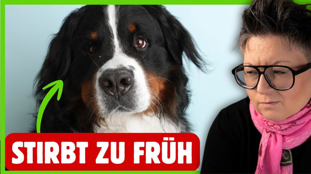 berner sennenhund rasseportrait dogstv