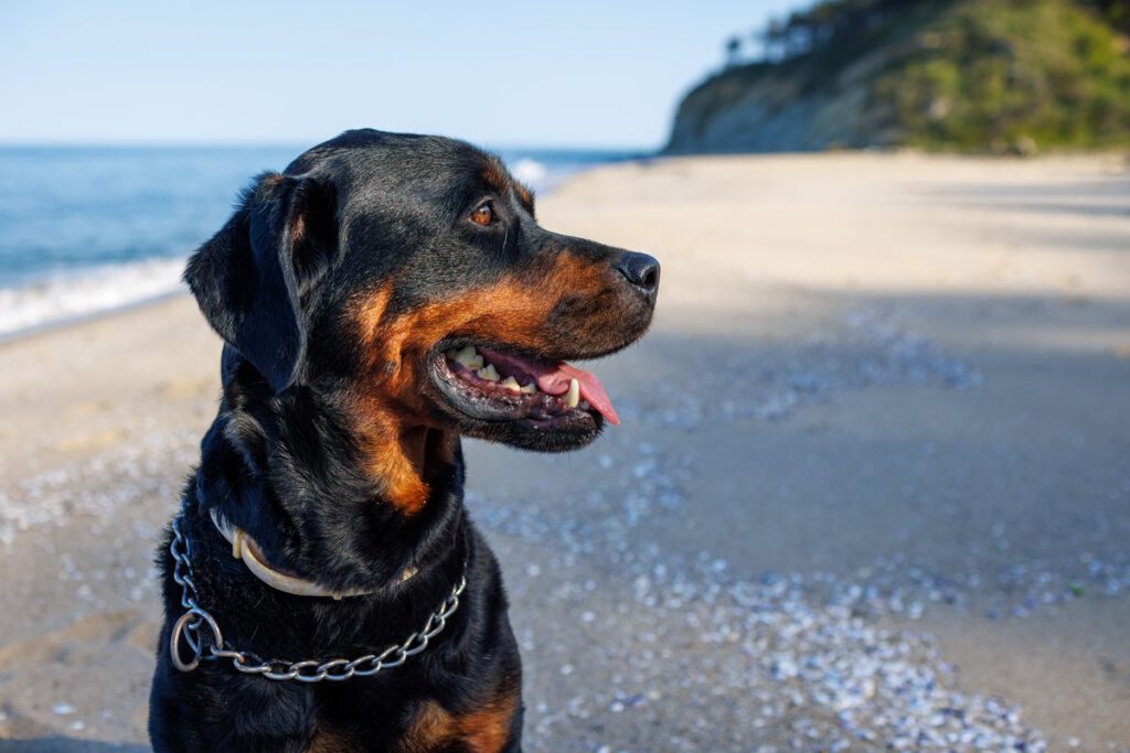 Rottweiler Hunderasse dogstv