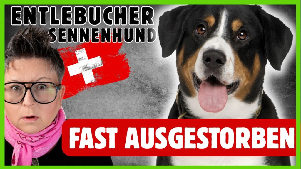 entlebucher sennenhund dogstv