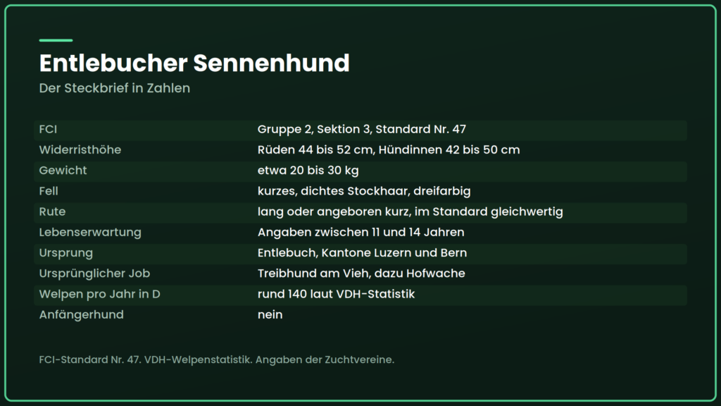 entlebucher sennenhund steckbrief