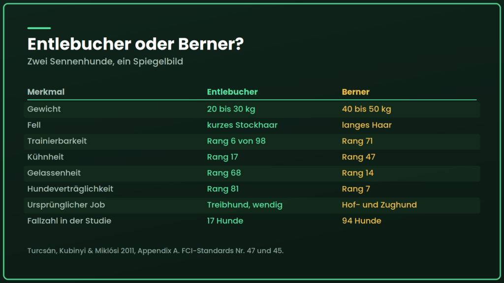 entlebucher sennenhund vergleich berner sennenhund