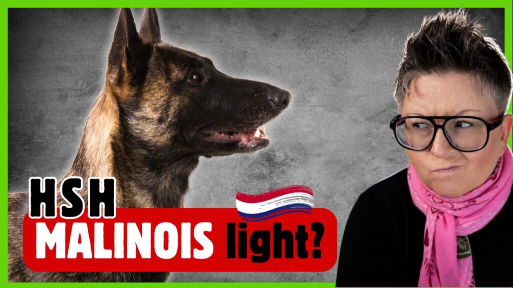 Holländischer Schäferhund: der bessere Malinois?