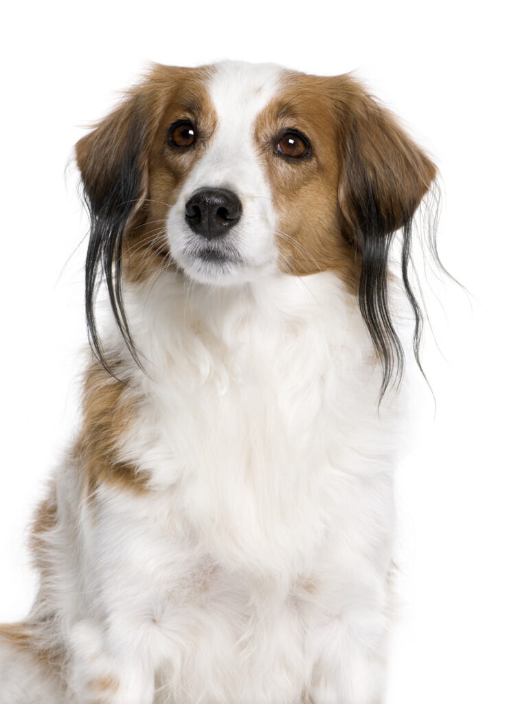 kooikerhondje dogstv