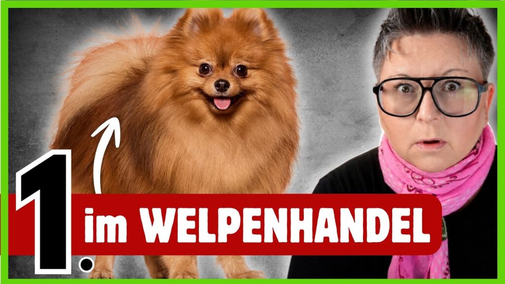Zwergspitz: Der Teddy aus dem Kofferraum